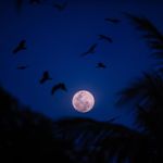 The moon last evening
.
.
.

#lightshow #lightandshadow #naturelover_gr #naturepic #nature_cuties #sky_brilliance #nature_of_our_world #lighter #water_captures #sky_painters #nature_good #moonshine #lightskin #lightpainting #nightmarket #moonstone #nature_prefection #nightscape #greettheoutdoors #moonwalker #lightblue #waterfowl #waterloo #skye #nightin #nightsout #moonlovers #water_shots #waterdog #nightswim