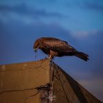 The one that got away .
.
.
#corona #virus #birdsofprey #birdsofinstagram #birds #canonphotography #telephotolens #india #bangalore #prey #insects #flesh