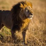 Staring into new year festivities
.
.
.

#lionhead #lionheart #wildlifeaddicts #catokan #catalogue #maneinterest #catcher #animals_in_world #animalface #wildlifeonearth #cataratas #bbcearth #animalcruelty #catloversworld #animalslover #liontattoo #plantedtank #animalshelter #animalpolis #maneaddicts #natgeoyourshot #grassroots #plantmedicine #wildlifephotographer #wildlifephoto #animalstyle #natgeo #yourshotphotographer