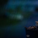 Owl in the rain .
.
.
.

#catokan #bluehour #kittenoftheday #nature_photo #sittingpretty #catalogue #nightclubs #birdland #nightparty #natureworld_photography #birdhouse #bluebelt #catcher #birdcage #animals_in_world #night_shooterz #naturehippys_ #natureseekers #catsitting #animalface #natgeoyourshot #netgeo